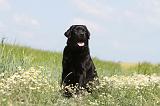 LABRADOR 383